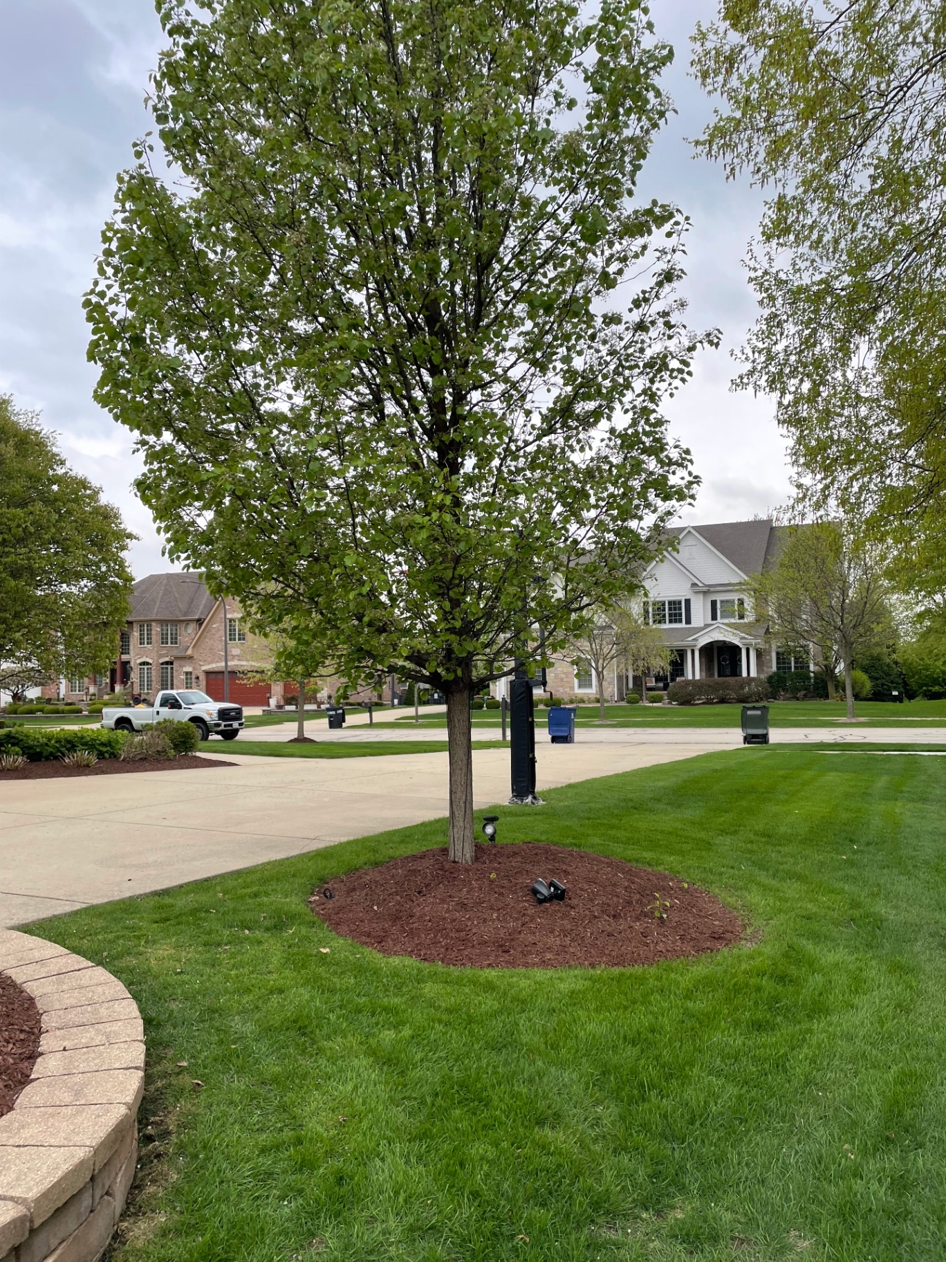 Fresh mulch ring around a young tree