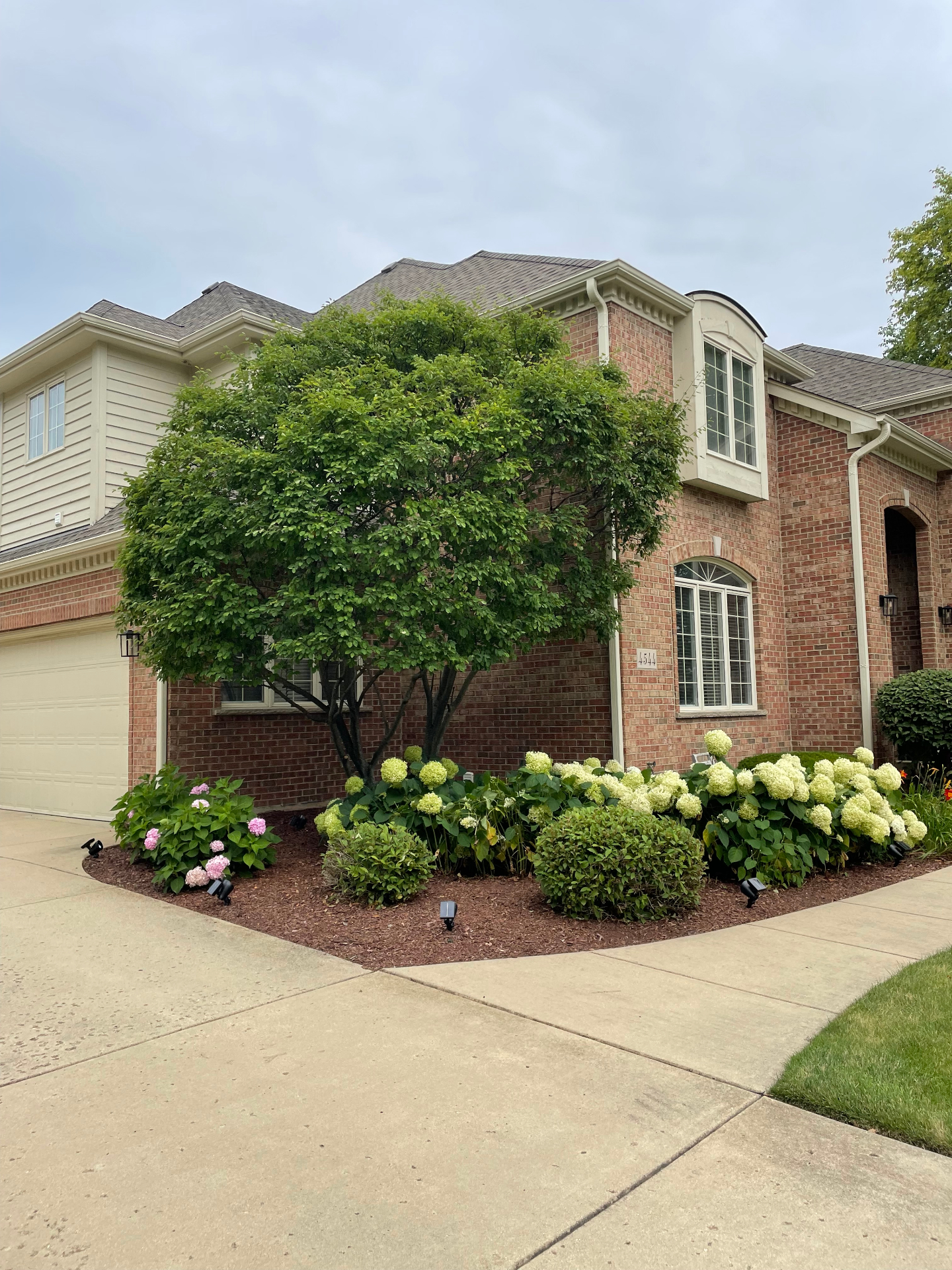 Hydrangeas in bloom along a brick home